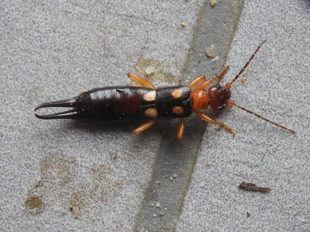 Forficula smyrnensis - szmirnai fülbemászó