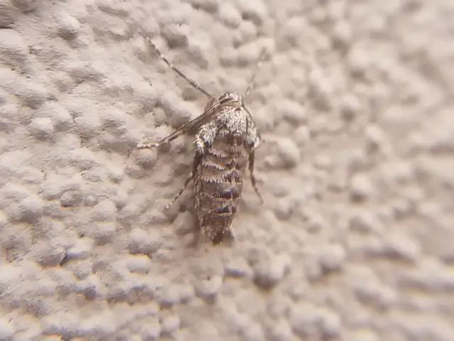 Operophtera brumata - kis téliaraszoló