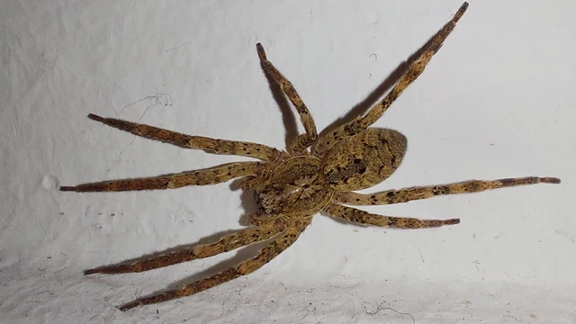 Zoropsis spinimana - tüskéskezű álfarkaspók