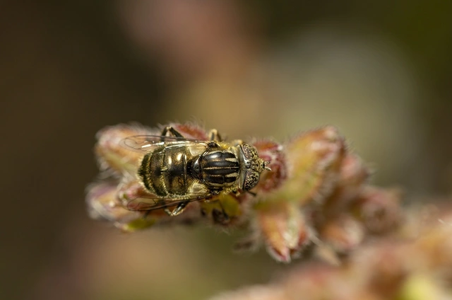 Eristalinus