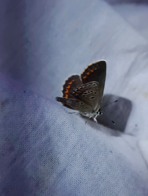 Aricia artaxerxes issekutzi - bükki szerecsenboglárka