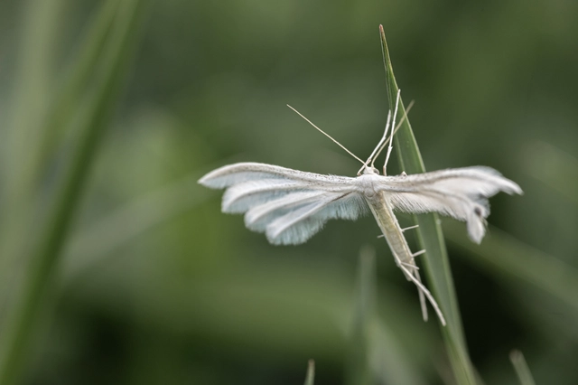 Pterophorus pentadactyla - fehér tollasmoly