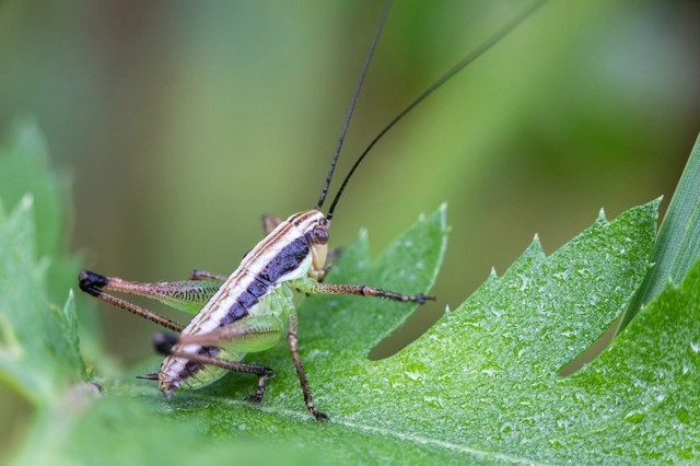 Pachytrachis gracilis - karcsú szöcske