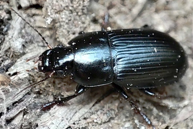 Harpalus serripes - fekete lomhafutó