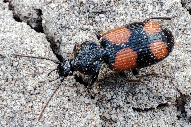 Panagaeus bipustulatus - kis keresztesfutó
