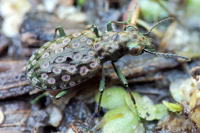 Elaphrus riparius - közönséges iszapfutó