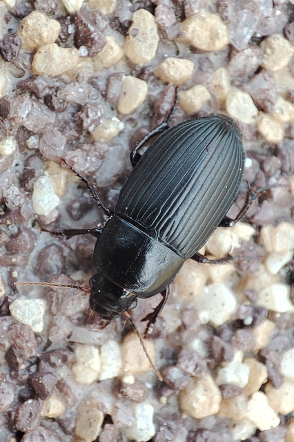 Harpalus serripes - fekete lomhafutó