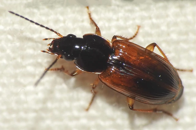 Stenolophus mixtus - közönséges turzásfutó