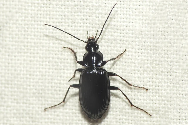 Agonum lugens - mocsári kisfutó Agonum lugens - mocsári kisfutó