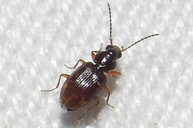 Bembidion assimile - kis gyorsfutó (Bembidion assimile)