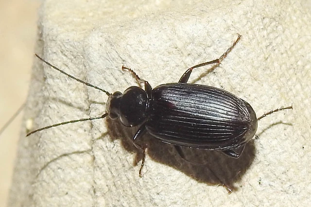 Agonum lugens - mocsári kisfutó Agonum lugens - mocsári kisfutó