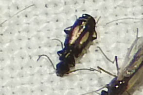Microlestes plagiatus - sárgafoltos parányfutó
