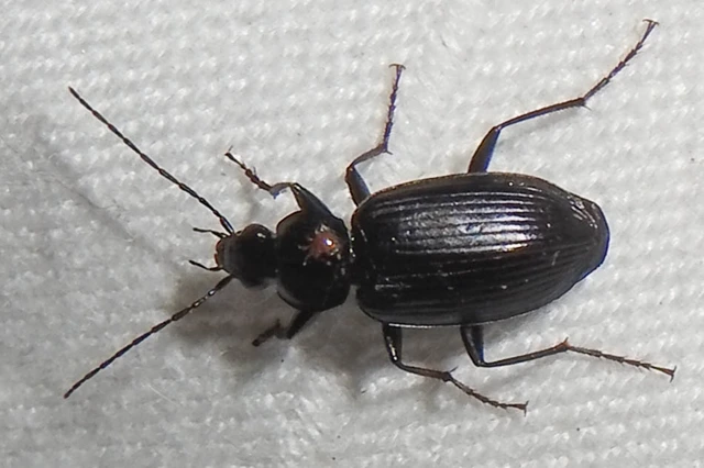Agonum lugens - mocsári kisfutó Agonum lugens - mocsári kisfutó