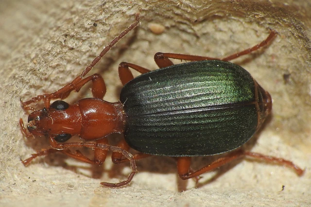 Brachinus crepitans - nagy pöfögőfutrinka