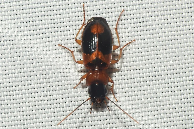Badister meridionalis - közönséges posványfutonc