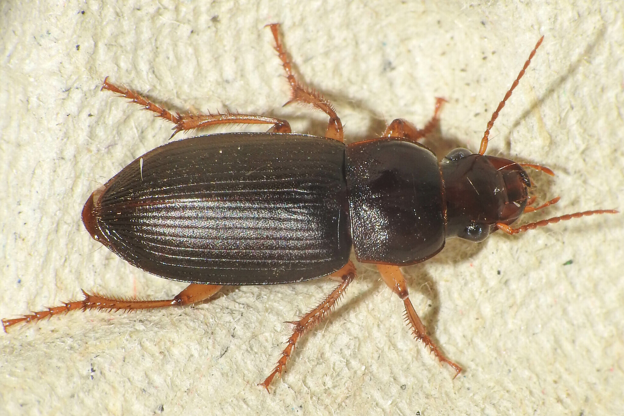 Harpalus griseus - kis selymesfutó