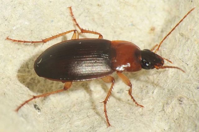 Calathus melanocephalus - vörösnyakú tarfutó