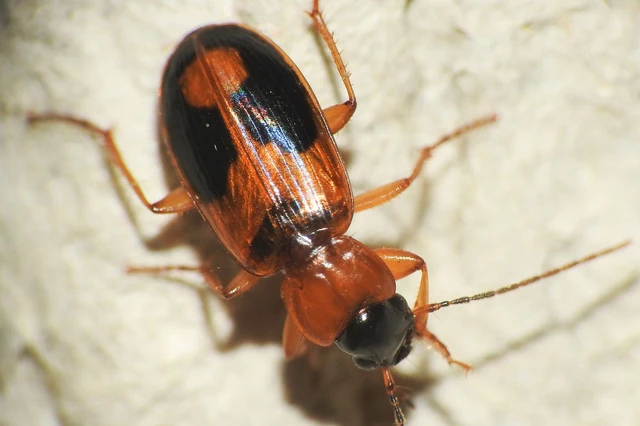 Badister meridionalis - közönséges posványfutonc