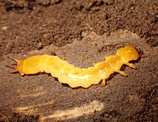 Pyrochroidae - bíborbogárfélék