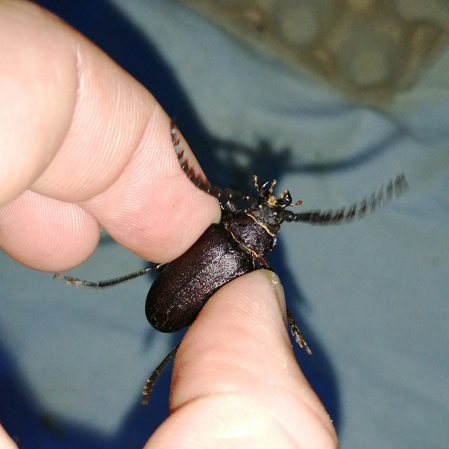 Prionus coriarius - csőszcincér