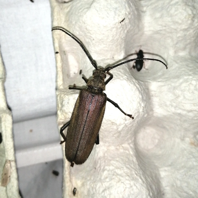 Aegosoma scabricorne - diófacincér