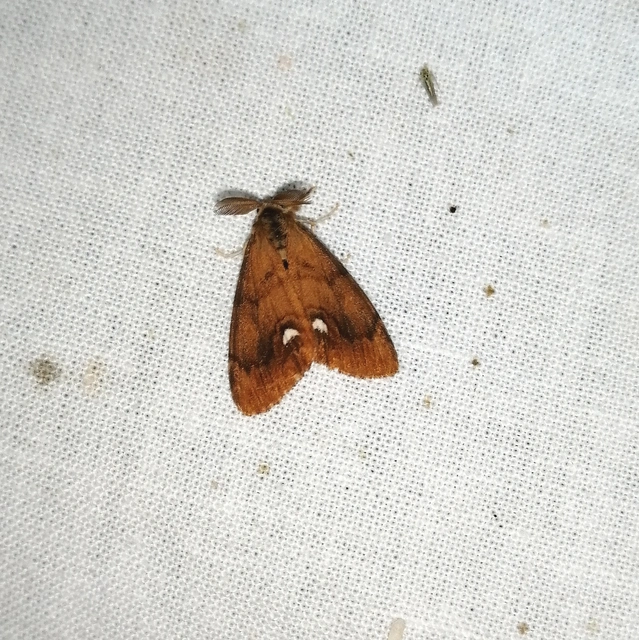 Orgyia antiqua - rozsdabarna kisszövő