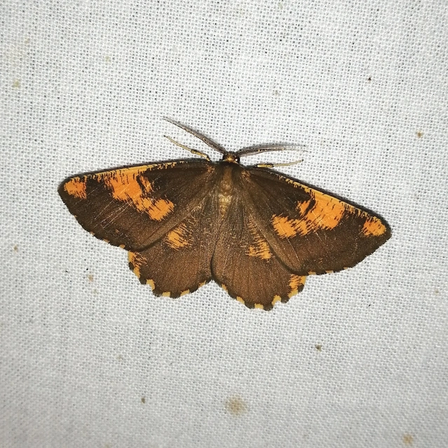 Angerona prunaria - sárga kökényaraszoló