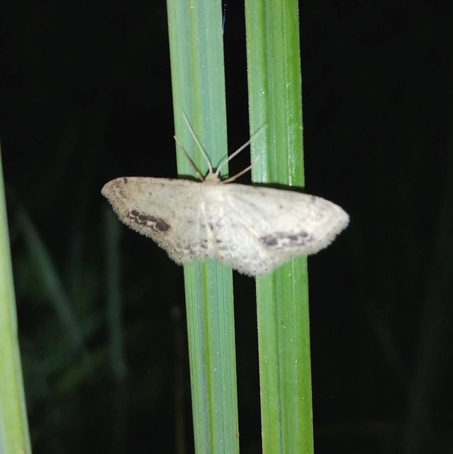 Idaea dimidiata - gyakori apróaraszoló