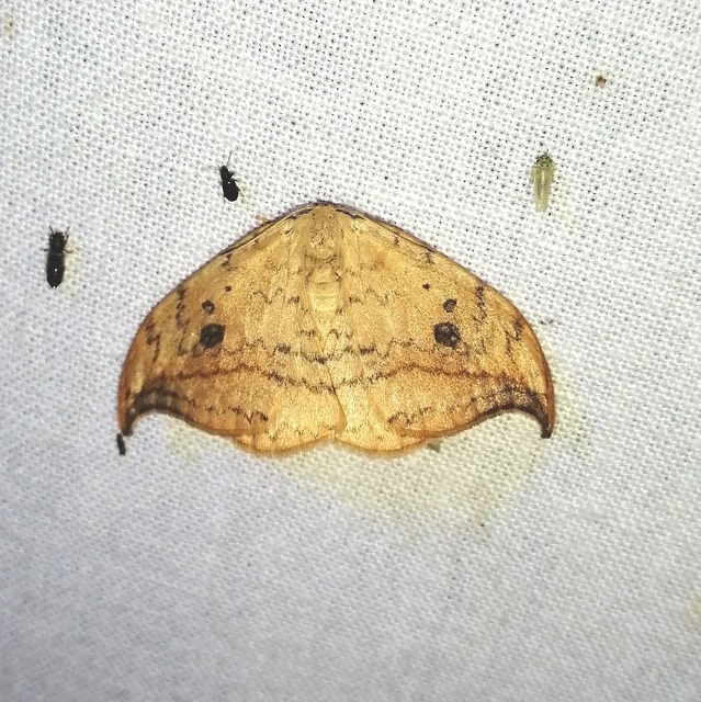 Drepana falcataria - nyárfa-sarlósszövő