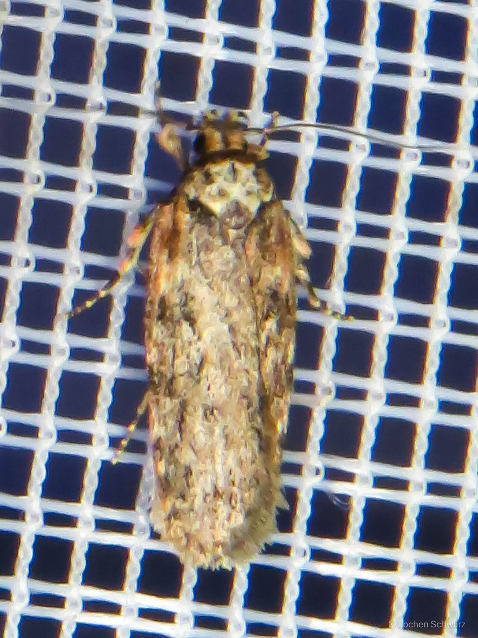 Depressaria chaerophylli - baraboly-laposmoly