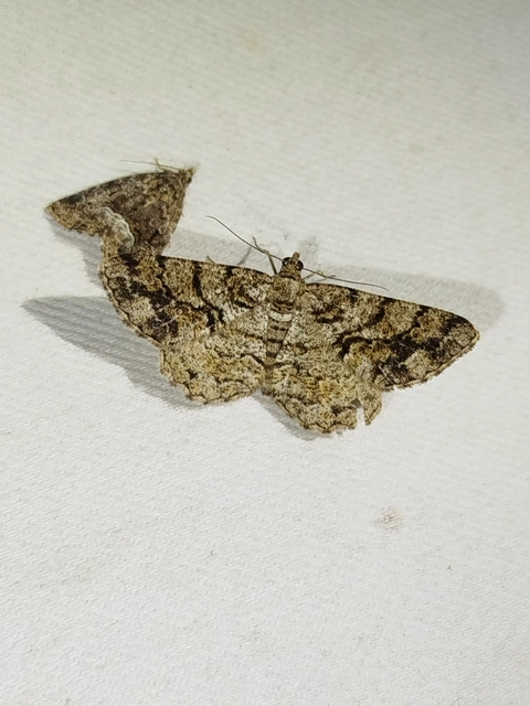 Peribatodes secundaria - fenyő-faaraszoló