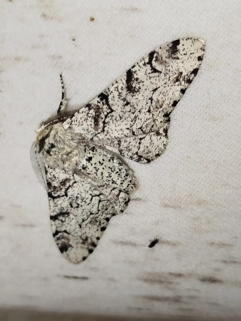 Biston betularia - szürkepettyes araszoló