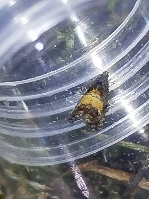 Endothenia nigricostana - tisztesfű-tükrösmoly