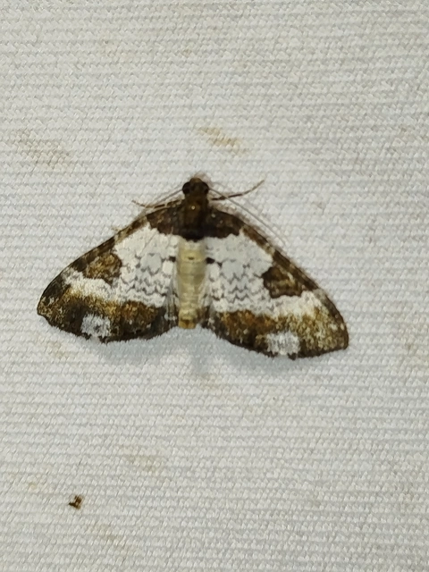 Melanthia procellata - hullámos tarkaaraszoló