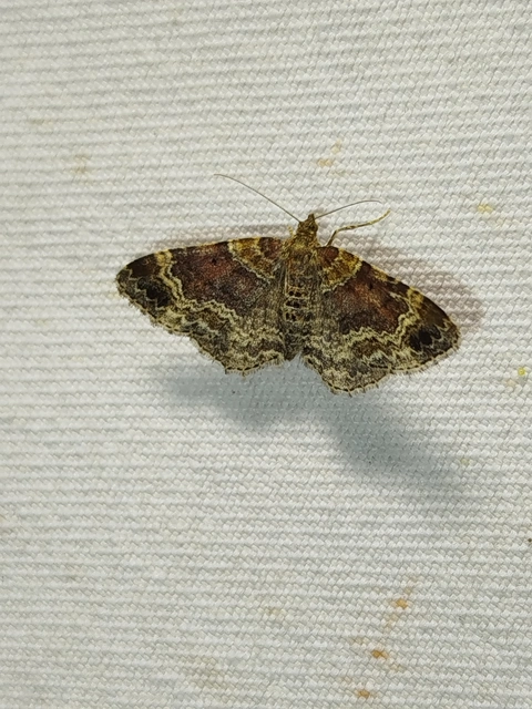 Xanthorhoe spadicearia - sávos tarkaaraszoló