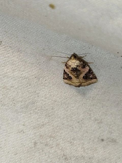 Pseudeustrotia candidula - fehéres apróbagoly
