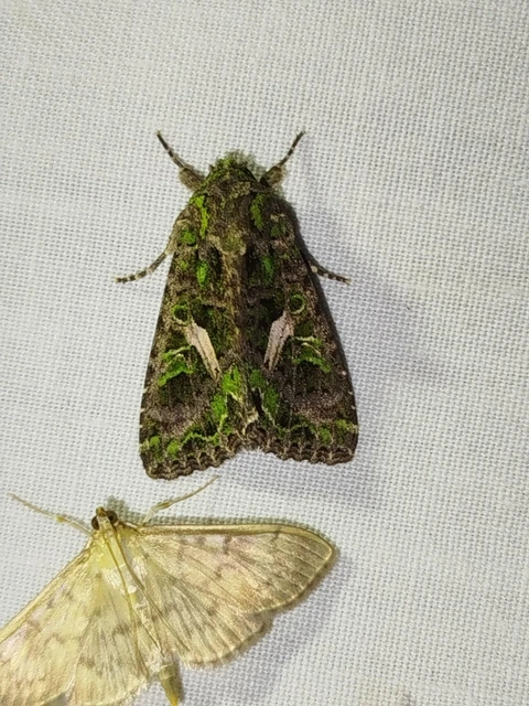 Trachea atriplicis - nyári zöldbagoly