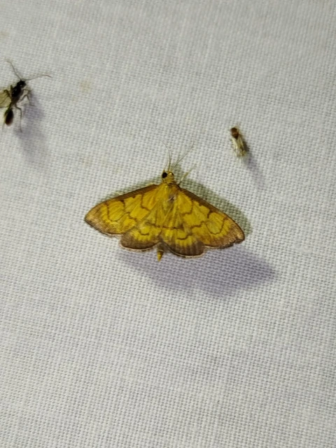 Ecpyrrhorrhoe rubiginalis - rozsdavörös tűzmoly