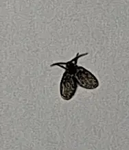 Psychodidae - lepkeszúnyogok