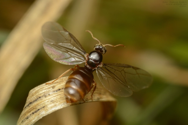 Lasius flavus - gyakori borostyánhangya