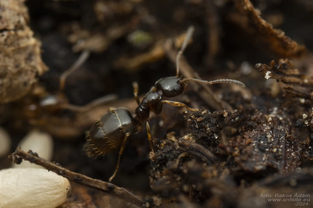 Plagiolepis pygmaea - lapos törpehangya