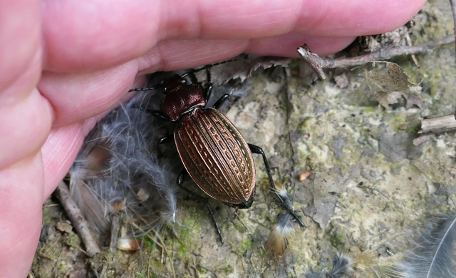 Carabus ulrichii - rezes futrinka Carabus ulrichii - rezes futrinka