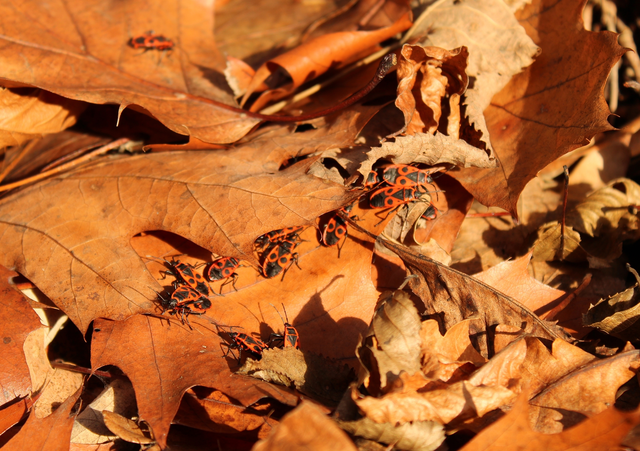 Pyrrhocoris apterus - verőköltő poloska