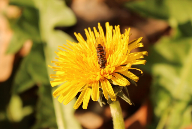 Episyrphus balteatus - ékfoltos zengőlégy