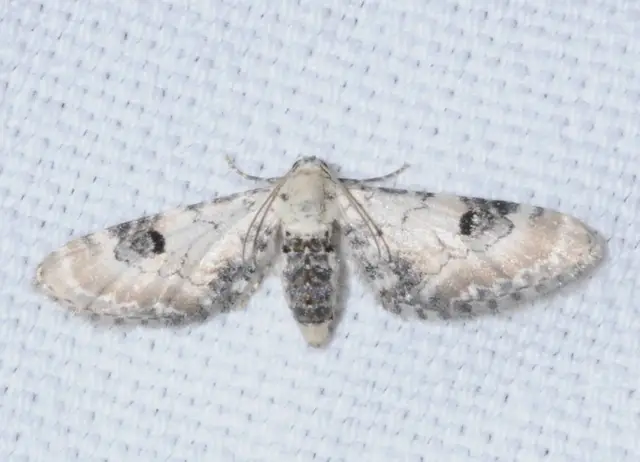 Eupithecia centaureata - búzavirág-törpearaszoló