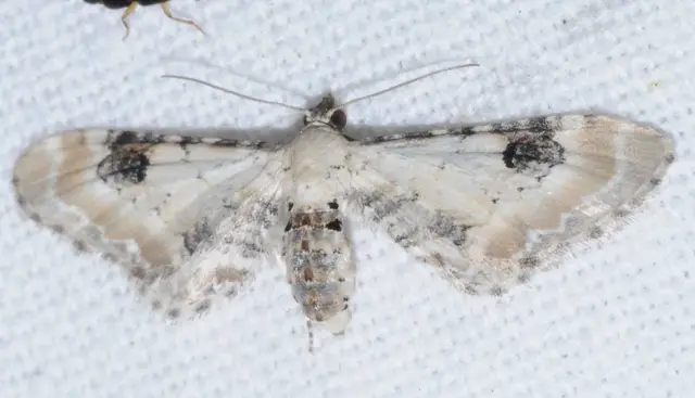 Eupithecia centaureata - búzavirág-törpearaszoló