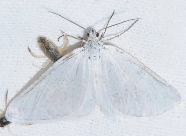 Lithostege farinata - ezüstfehér araszoló