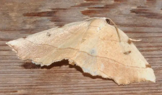 Eilicrinia trinotata - háromjegyű araszoló