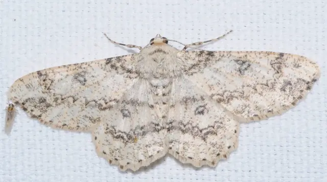 Ascotis selenaria - holdas faaraszoló