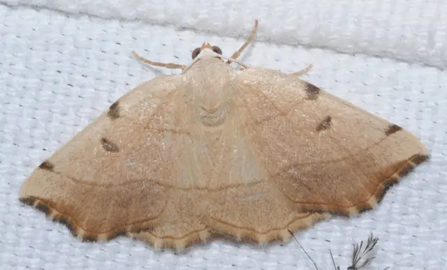 Eilicrinia trinotata - háromjegyű araszoló